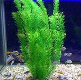 500pcs Aquarium Plants Bonsai Grass Water Aquatic Plant Garden Indoor Ornamental Plant Grass Flores for Home Fish Tank - (Color: 2)