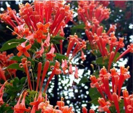 Mina Lobata Bonsai, Flower DIY Potted Plants, Indoor Outdoor Pot Seeds