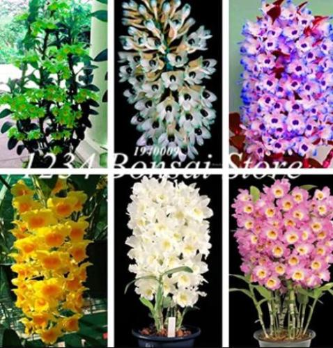 100 Pcs Indoor Balcony Office Rare Orchid Seed Tree Plants Dendrobium Orchids Potted Flowers DIY Home Garden Plant - (Color: Mixed)