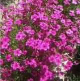 100pcs/lot agrostemma githago Flower Home Garden - (Color: 2)