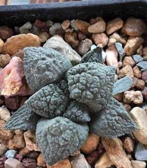 100pcs Fresh Real Ariocarpus retusus - Yanmudan - Planta suculenta Semillas sementes - (Color: 14)