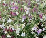 200pcs/lot Nicotiana Alata -s Home Garden Multi-Color Optional YR - (Color: 1)