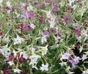 200pcs/lot Nicotiana Alata -s Home Garden Multi-Color Optional YR - (Color: 1)