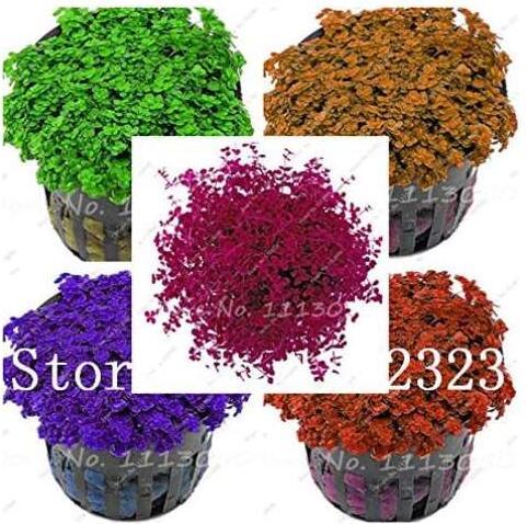 Hot Pellia for Live Fish Moss Fern Aquarium Plant Java Fish Tank Aquatic Grass Landscape Decoration Ornament 500 Pcs/Bag - (Color: Mixed)