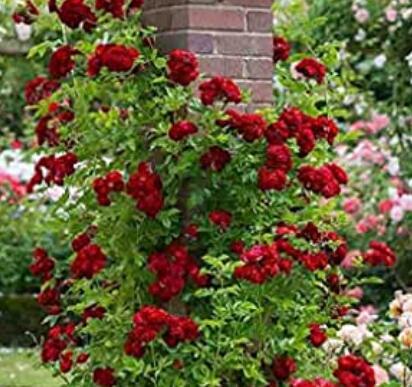 Climbing Rose Bonsai Perennial Flower Garden Decoration 100 Pcs Fence Hedge Rose Flower Bonsai Flower Seeds - (Color: 3)