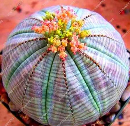 100 Rare Mixed Lithops Plants 24 Kinds Cactus Plants Organic Garden Succulents Bonsai Balcony Flower Planting - (Color: Purple)