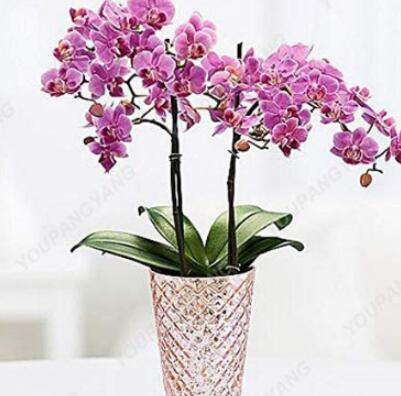 100HydroponicOrchidSeedsBonsaiIndoorFlowerPlantsFourSeasonsPhalaenopsisOrchidsHomeBonsai(Color:LightYellow)