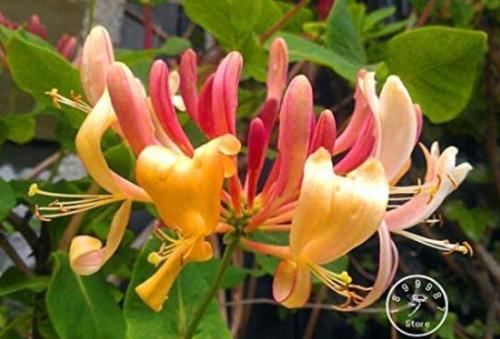 100 Pcs Honeysuckle Vine Plants Naturally Grown Rare Flower Plants Bonsai for Home and Garden