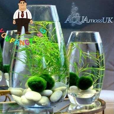 200pcs Moss Live Aquatic Plants Aquarium Water Grass Bonsai Flower Landscape Decoration Ornament - (Color: 4)