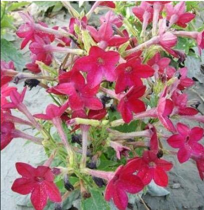 200pcs/lot Nicotiana Alata -s Home Garden Multi-Color Optional YR - (Color: 3)
