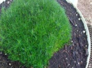 500 Pcs Imported Irish Moss Seeds, Sagina Subulata SE Seeds, Easy Growing Plants for Home Garden Decoration - (Color: 500 Pcs)