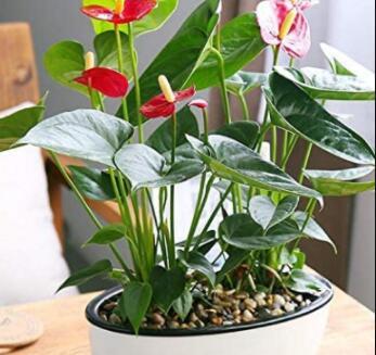 120Pcs/Bag Anthurium Bonsai Indoor Potted Hydroponic Flowers Seeds Anthurium for Office Decoration Home Garden Potted Houseplant Plants