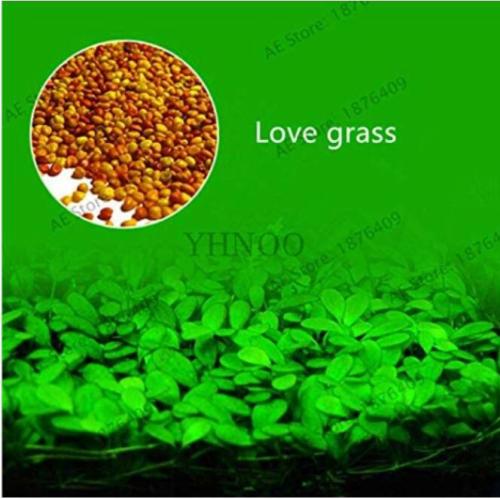 300PCS Aquarium Aquatic Water Grass Plant Glossostigma Hemianthus Callitrichoides Bonsai Fish Tank Decoration Landscape ORN - (Color: Love Grass)