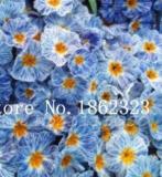 100 Pcs 100% True Europe Primula Acaulis Seed Primrose Indoor Seed Flower Seedsplants for Home Garden Radiation Absorption - (Color: 2)