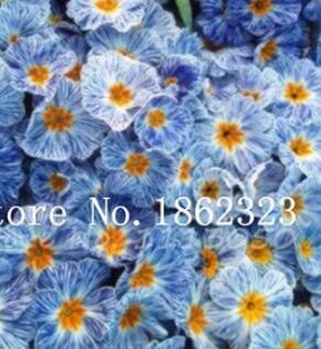 100 Pcs 100% True Europe Primula Acaulis Seed Primrose Indoor Seed Flower Seedsplants for Home Garden Radiation Absorption - (Color: 2)