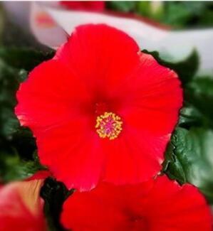 200pcs Hibiscus Plants 24kinds Hibiscus ROSA-SINENSIS Flower Planta HibiscusTree Plants See edsfor Flower Potted Plants - (Color: 12)