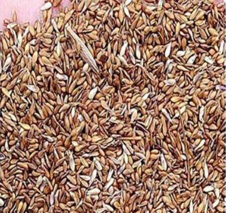 30000Pcs Zoysia Japonica Grass See Details - (Color: Seed)