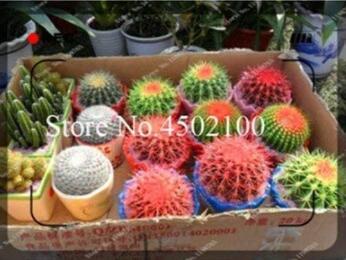100 Pcs/Bag Hot Mixed Cactus Flower Litopes Succulents Perennials Herb Plants for Home Balcony Garden (Color: 7)
