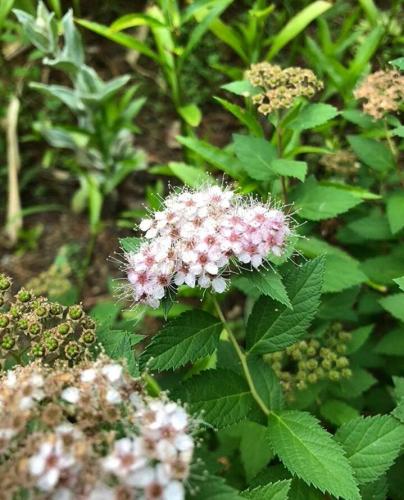 Spirea Japanese Meadowsweet 200 Seeds Easy to Seasons