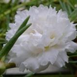 500 Pcs Big Flower Bonsai Bag of Portulaca grandiflora Home Garden Plant (color: 5)