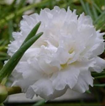 500 Pcs Big Flower Bonsai Bag of Portulaca grandiflora Home Garden Plant (color: 5)