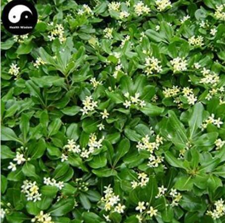 Tobira Tree Semente 60pcs Plant Shrub Tree Pittosporum Hai Tong