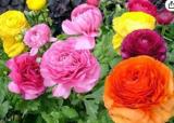 50 PCS Ranunculus Asiaticus Flower for Home Garden DIY Plants Persian Buttercup Flower Seeds
