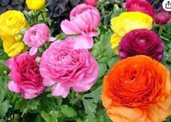 50 PCS Ranunculus Asiaticus Flower for Home Garden DIY Plants Persian Buttercup Flower Seeds