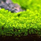300 PCS Aquarium Aquatic Water Grass Plant Glossostigma Hemianthus Callitrichoides Bonsai Fish Tank Decoration Landscape ORN - (Color: Mix)