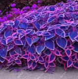 100pcs Blue Coleus Blumei Pink Edge Beautiful Unique Perillic Foliage Herb Flowers Perennials Outdoor Ornamental Plants