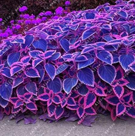 100pcs Blue Coleus Blumei Pink Edge Beautiful Unique Perillic Foliage Herb Flowers Perennials Outdoor Ornamental Plants