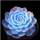 100pcs 100% Fresh Real Blue Echeveria semillas - Bonsai Succulent Plant sementes (Ni-shi-lian)