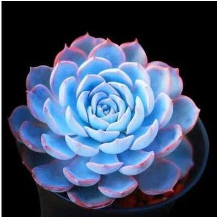 100pcs 100% Fresh Real Blue Echeveria semillas - Bonsai Succulent Plant sementes (Ni-shi-lian)