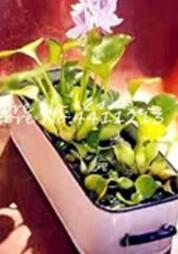 100Pcs/bag Seed Water Hyacinth Flower Plants Lotus Live Water Hyacinth Floating Pond Aquarium Lotus Fissidens Fontanus - (Color: 12)