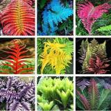 100PCS Japanese Rare Creeper Boston Fern Plant Vines Climbing Plants Ornamental Bonsai Plant for Home Garden