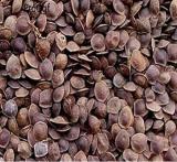 200Pcs Mimosa tenuiflora - (Color: Seed)