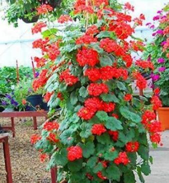 100 pcs Rare Climbing Geranium Pelargonium Peltatum Tree See ed Perennial Flower Indoor Rooms Garden Potted Plant Easy Grow - (Color: 6)