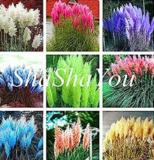 Mixed Colors Pampas Grass Plant Bonsai Balcony Colorful Grass Flores Best Natural Decoration for Garden 200pcs/bag - (Color: Mix)