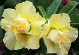 2PCS Desert Rose Seeds Yellow Double Flowers