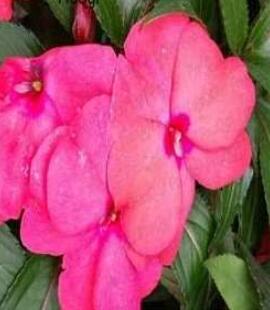 3000Pcs Impatiens hawkeri VAR. ramosa