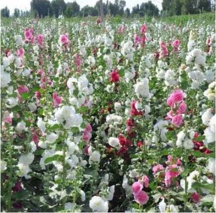 50pcs / lot of red Scented Geranium Flower (Althaea rosea) DIY Home Decorative Garden, Many Years of Growth, Easy to Grow - (Color: 6)