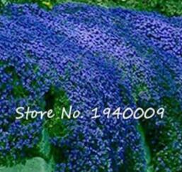 200 Pcs Creeping Thyme Bonsai Flower Bonsai Rock Cress Ground Cover Mat Perennial Plant Easy to Grow for Garden Lawn (Color: 3)