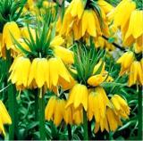 100PCS Yellow Imperial Crown bonsais Fritillaria imperialis Lutea Flowers Seeds