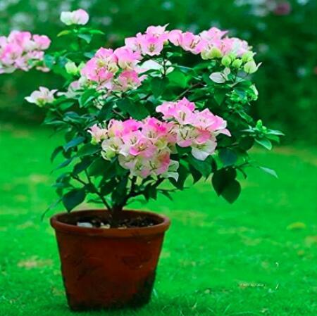 100PCS Bougainvillea Spectabilis Willd Bonsai Seeds Light Pink White Flowers
