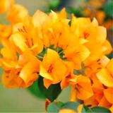 Bougainvillea Spectabilis Willd Bonsai Bonsai Plant Flower Bonsai Perennial Garden Flowers Plants Bonsai 100PCS