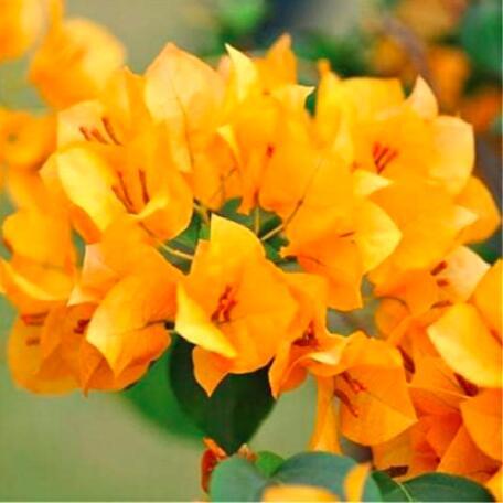 Bougainvillea Spectabilis Willd Bonsai Bonsai Plant Flower Bonsai Perennial Garden Flowers Plants Bonsai 100PCS