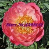 10pcs Peony 'Coral Sunset' (Large -) Paeonia lactiflora Bonsai