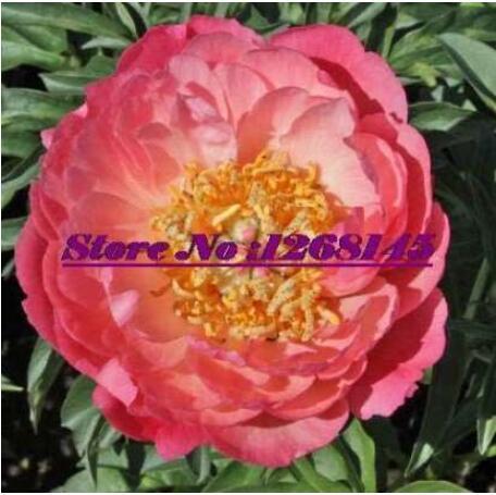 10pcs Peony 'Coral Sunset' (Large -) Paeonia lactiflora Bonsai