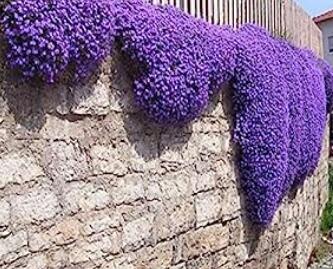 Creeping or Rock Thyme Bonsai CRESS - Perennial Flowering Ground Cover Flowers Garden Plants 40 Pcs
