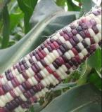 Sheng Li Waxy Corn Seed 5pcs Organic Vegetable Seed